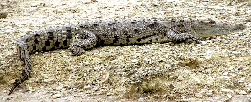 American Crocodile, CROCODYLUS ACUTUS,