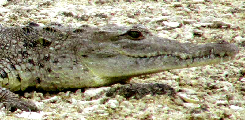 American Crocodile, CROCODYLUS ACUTUS, head