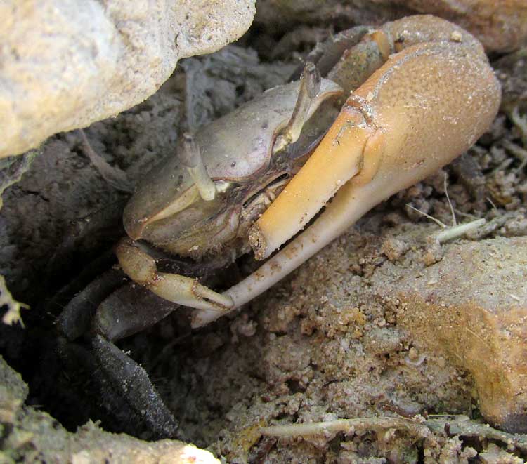 Mudflat Fiddler Crab, UCA RAPAX