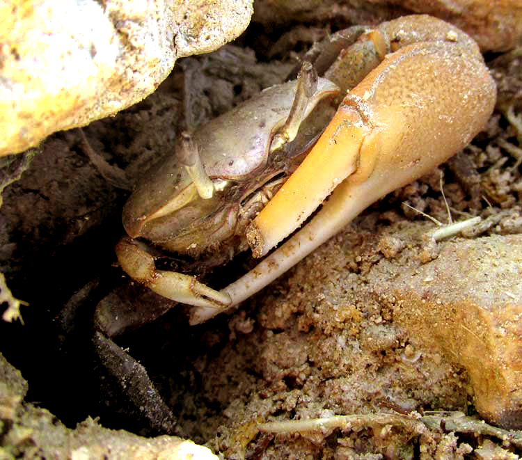 Mudflat Fiddler Crab, UCA RAPAX