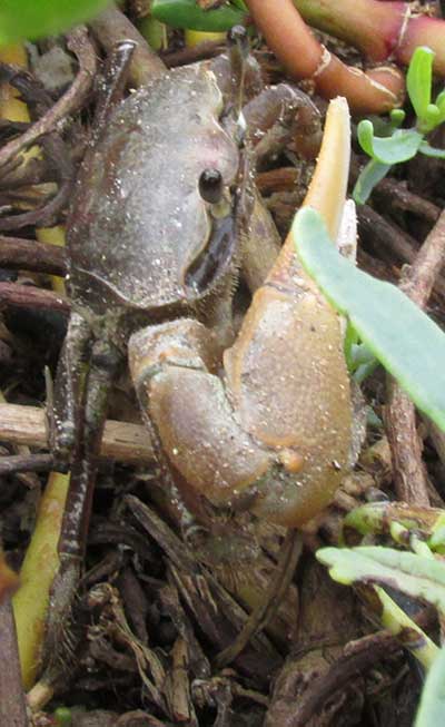 Mudflat Fiddler Crab, UCA RAPAX, side view