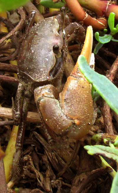 Mudflat Fiddler Crab, UCA RAPAX, side view