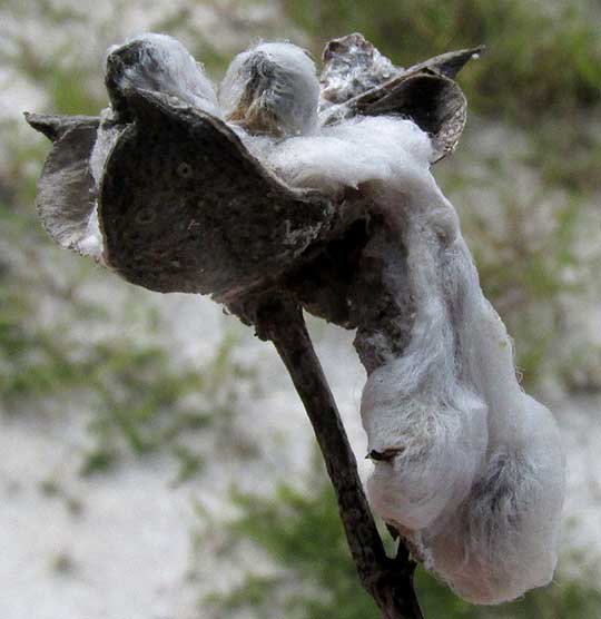 Wild Upland Cotton, GOSSYPIUM HIRSUTUM, open pod