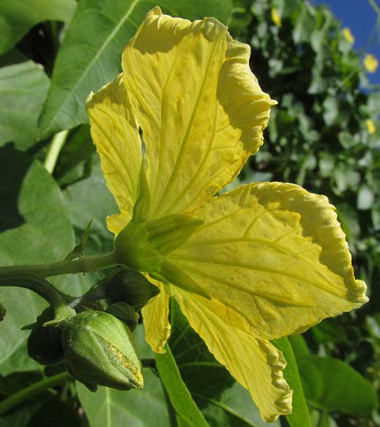 Vegetable Sponge, LUFFA CYLINDRICA, male flower, side view