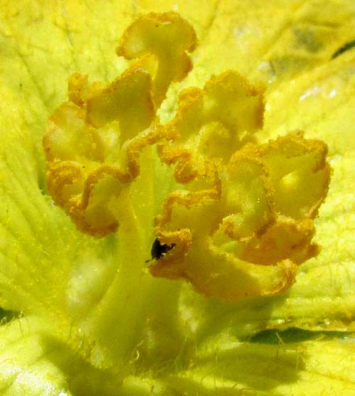 Vegetable Sponge, LUFFA CYLINDRICA, male flower's anthers