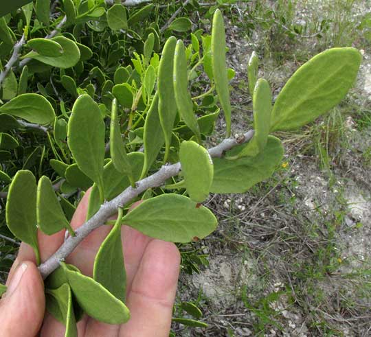 Sweet Mangrove, MAYTENUS PHYLLANTHOIDES. leafy stem