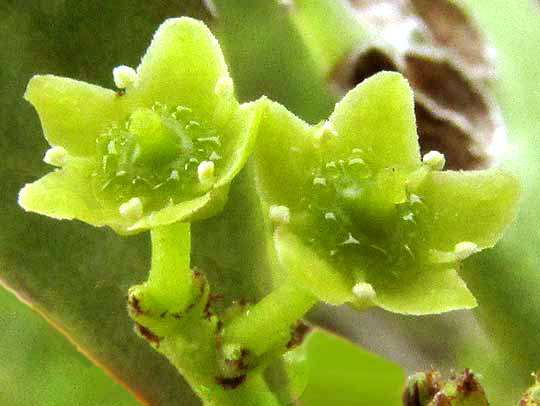 Sweet Mangrove, MAYTENUS PHYLLANTHOIDES, flowers