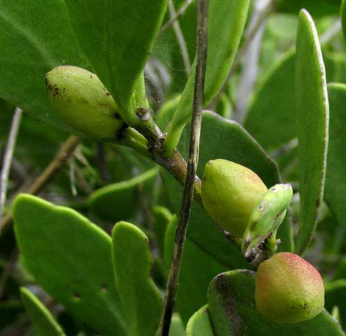 Sweet Mangrove, MAYTENUS PHYLLANTHOIDES, fruits