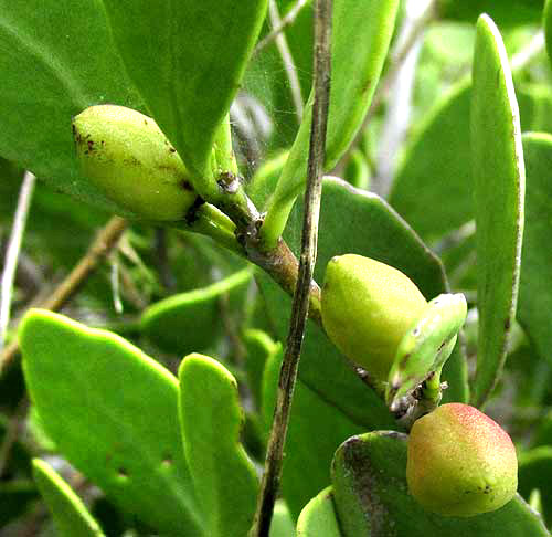 Sweet Mangrove, MAYTENUS PHYLLANTHOIDES, fruits