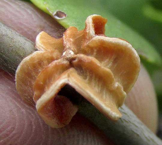 Sweet Mangrove, MAYTENUS PHYLLANTHOIDES, old fruit capsule on stem