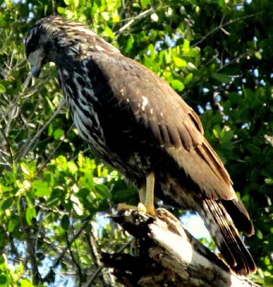 Common Black Hawk, BUTEOGALLUS ANTHRACINUS, immature