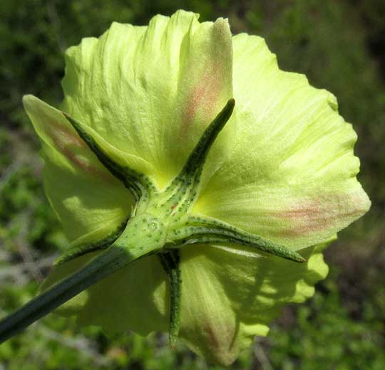 Yellow Hibiscus, CIENFUEGOSIA YUCATANENSIS, glands on sepals