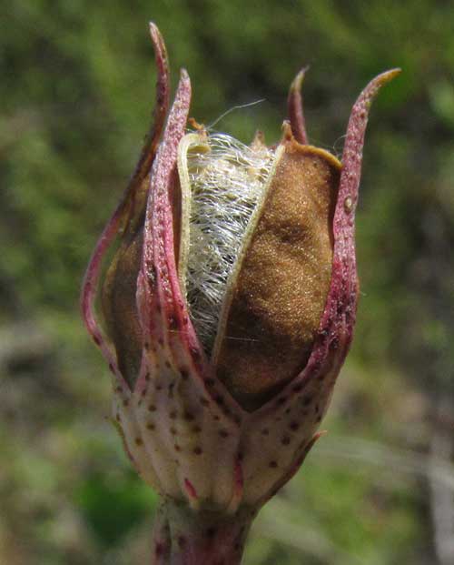 Yellow Hibiscus, CIENFUEGOSIA YUCATANENSIS, fruiting pod opening