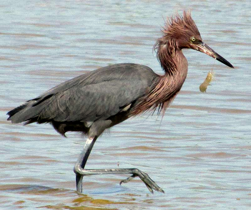 Reddish Egret, Egretta rufescens, feeding on shrimp