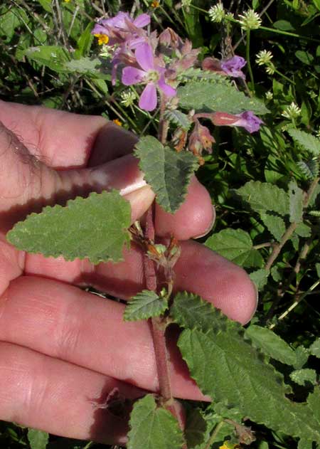 Teabush, MELOCHIA TOMENTOSA, leaves and flowers
