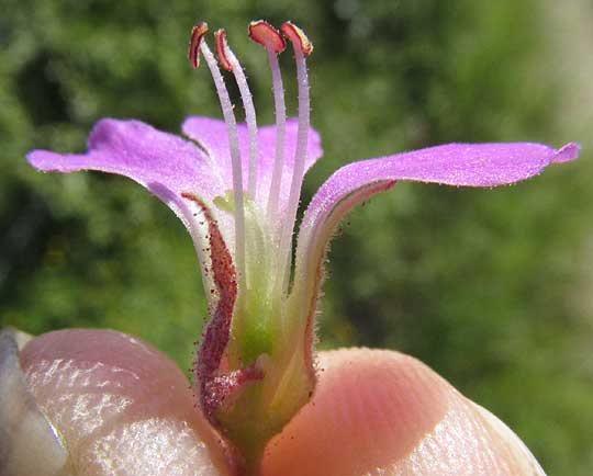 Teabush, MELOCHIA TOMENTOSA, longitudinal section of male morph flower