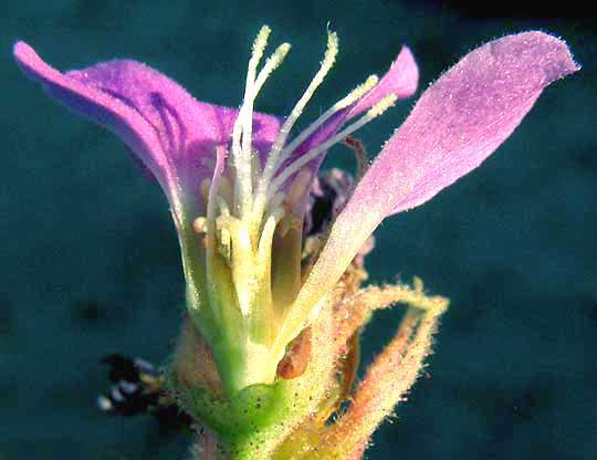 Teabush, MELOCHIA TOMENTOSA, female morph flower