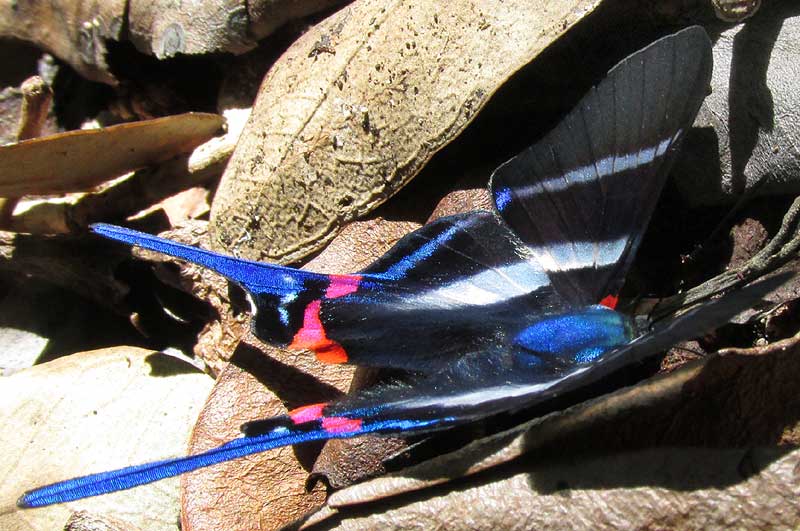  Long-tailed Metalmark, RHETUS ARCIUS