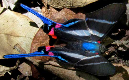  Long-tailed Metalmark, RHETUS ARCIUS