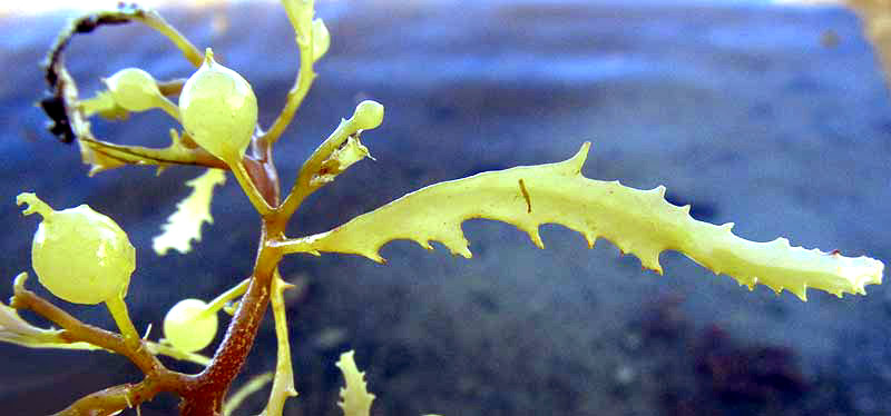 Narrowleaf Sargassum, SARGASSUM NATANS, bladders and blades