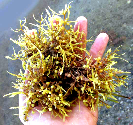 Narrowleaf Sargassum, SARGASSUM NATANS