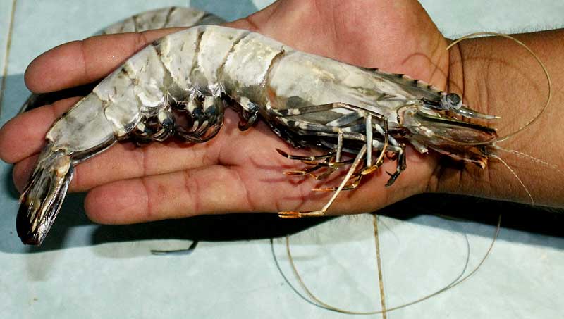  Asian Tiger Shrimp, PENAEUS MONODON, frozen and covered with white frost
