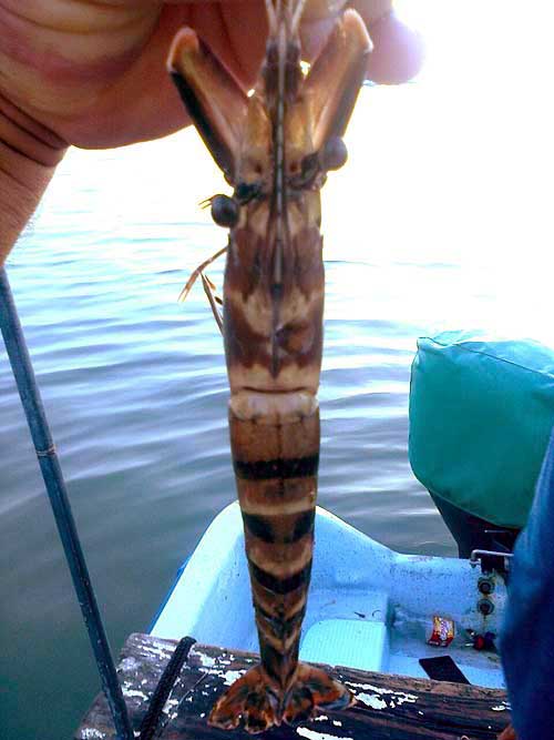  Asian Tiger Shrimp, PENAEUS MONODON, caught in Ría Lagartos Biosphere Reserve