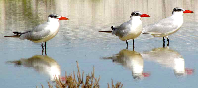 Caspian Terns, HYDROPROGNE CASPIAN, winter plumage