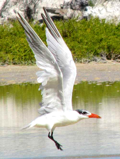 Caspian Terns, HYDROPROGNE CASPIAN, winter plumage, flying