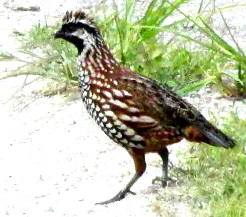 Yucatan Bobwhite, COLINUS NIGROGULARIS