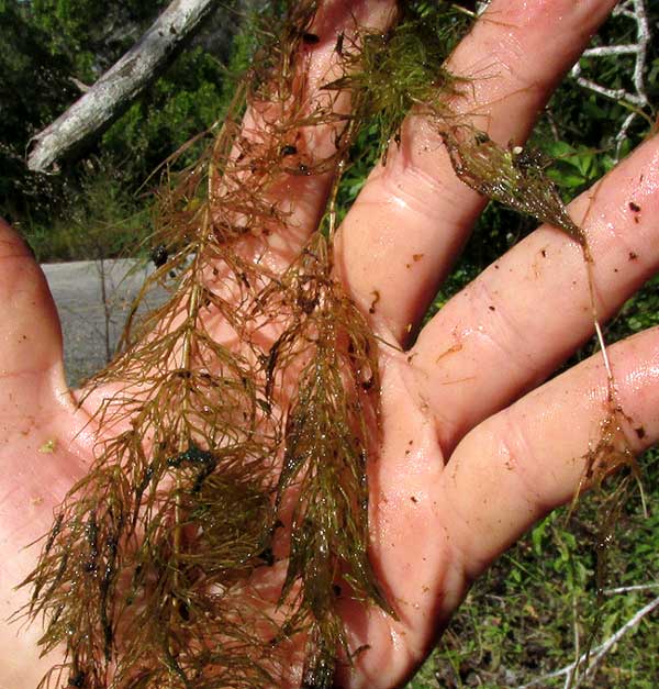 Tropical Hornwort, CERATOPHYLLUM SUBMERSUM