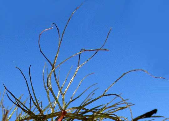 Tropical Hornwort, CERATOPHYLLUM SUBMERSUM, leaves