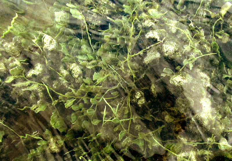 Green Feather Alga, CAULERPA SERTULARIOIDES, habitat