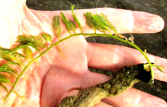 Green Feather Alga, CAULERPA SERTULARIOIDES