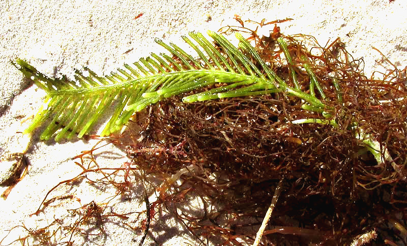 Green Feather Alga, CAULERPA SERTULARIOIDES