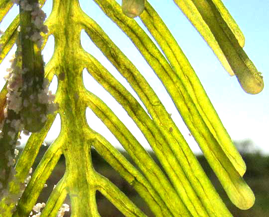 Green Feather Alga, CAULERPA SERTULARIOIDES, close-up of frond lobes