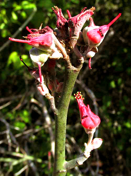 Slipper Spurge, EUPHORBIA PERSONATA, flowers