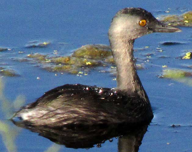 Least Grebe, TACHYBAPTUS DOMINICUS