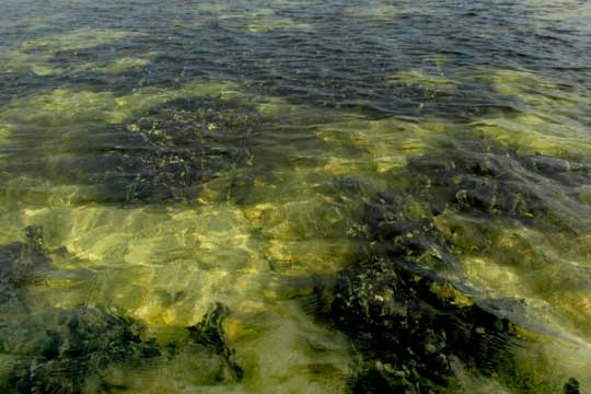 Upside-down Jellyfish, CASSIOPEA XAMACHANA, habitat