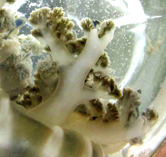 Upside-down Jellyfish, CASSIOPEA XAMACHANA, close-up of oral ars