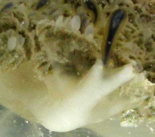 Upside-down Jellyfish, CASSIOPEA XAMACHANA, vesicular appendage