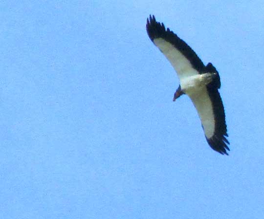 King Vulture, SARCORAMPHUS PAPA