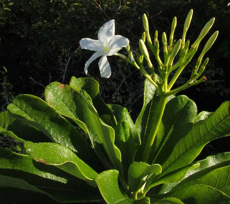 Frangipani, PLUMERIA OBTUSA, flower & leaves