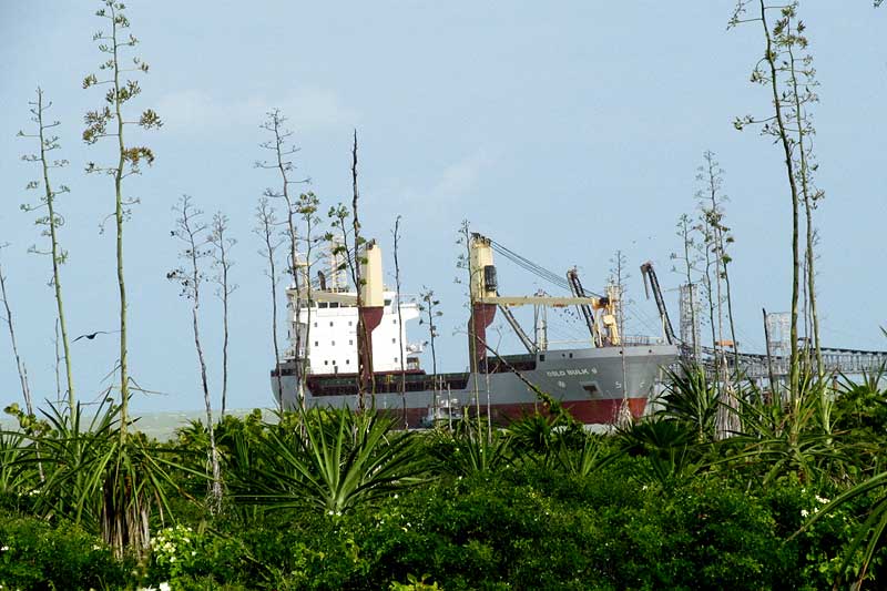 Caribbean Agave, AGAVE ANGUSTIFOLIA, habitat