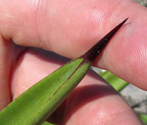 Caribbean Agave, AGAVE ANGUSTIFOLIA, blade spine tip