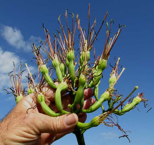 Caribbean Agave, AGAVE ANGUSTIFOLIA, flower cluster