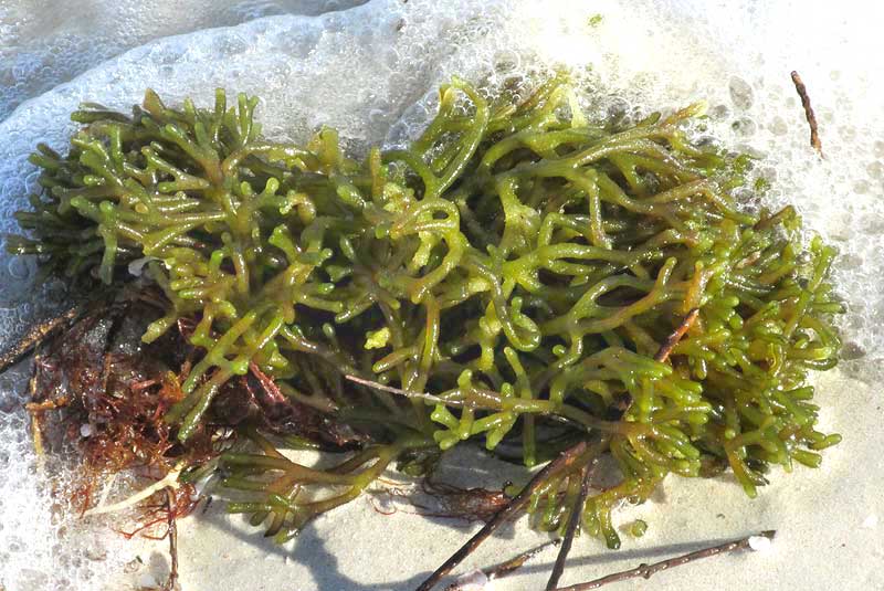 Dead Man's Fingers, CODIUM DECORTICATUM