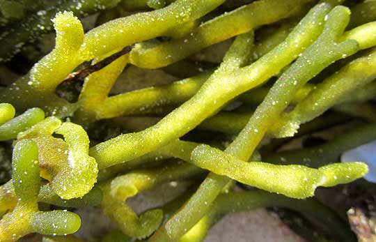 Dead Man's Fingers, CODIUM DECORTICATUM, close-up