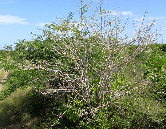  EUPHORBIA SCHLECHTENDALII, habit