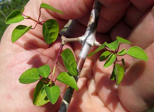  EUPHORBIA SCHLECHTENDALII, leaves